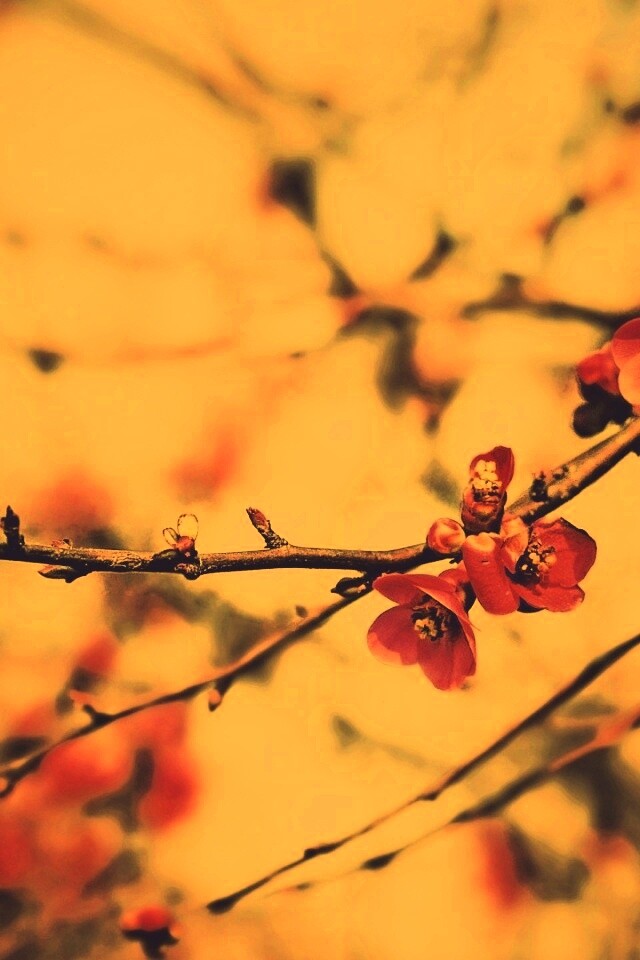 Весеннее цветение обои