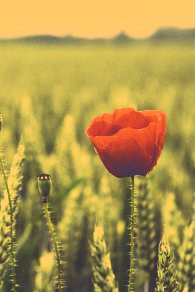 Первый распустившийся мак обои