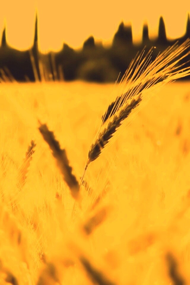 Пшеничное поле обои