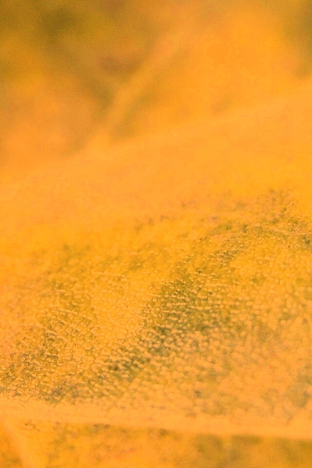 Повехность листа обои