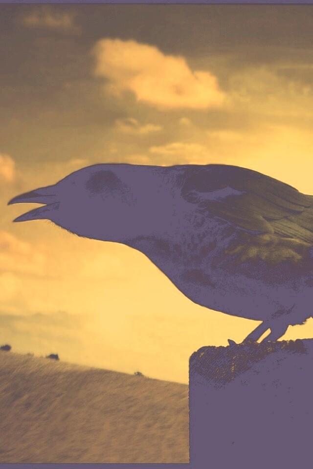 Чёрный ворон обои