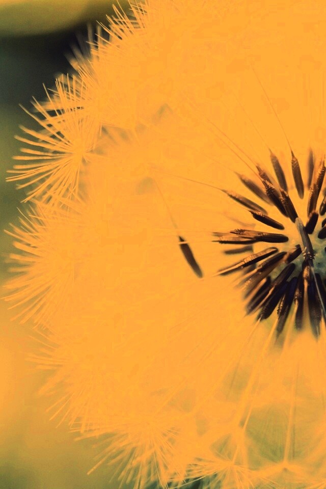 Макро фото одуванчика обои