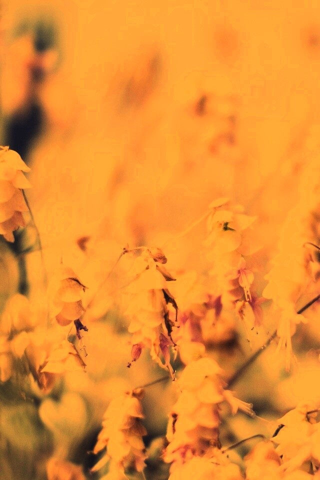 Висящие цветочки обои