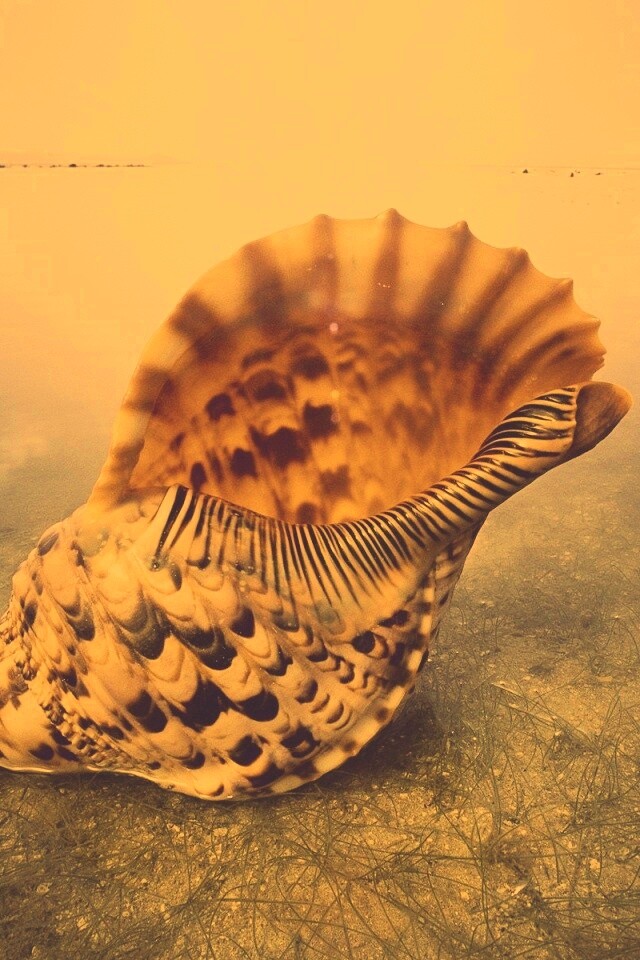 Морская раковина обои