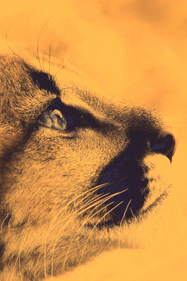 Оцелот смотрит вдаль обои