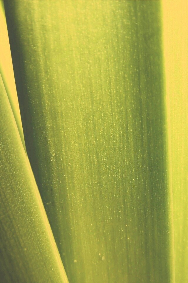 Сочная травинка обои