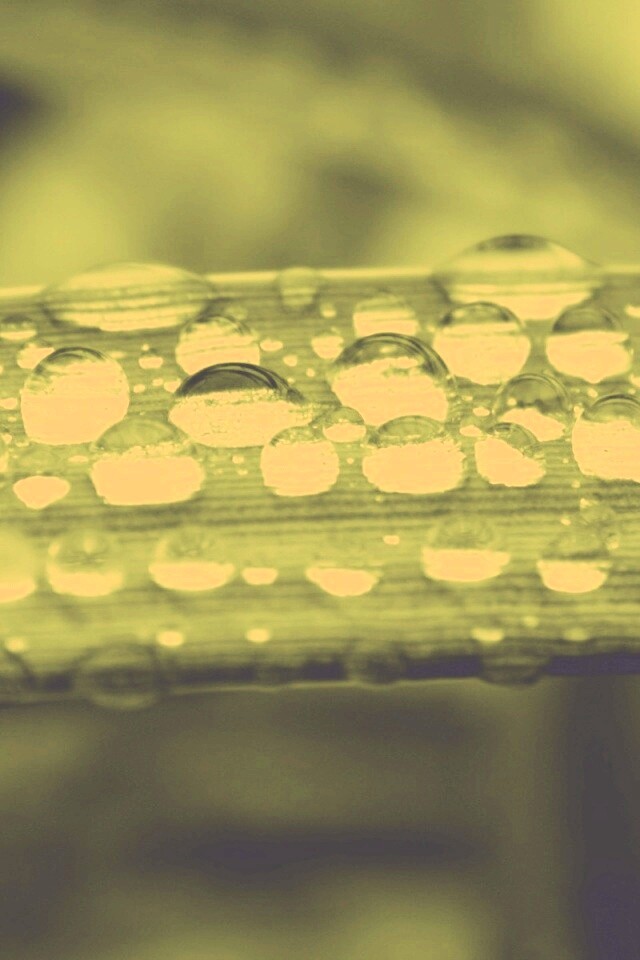 Капли на травинке обои