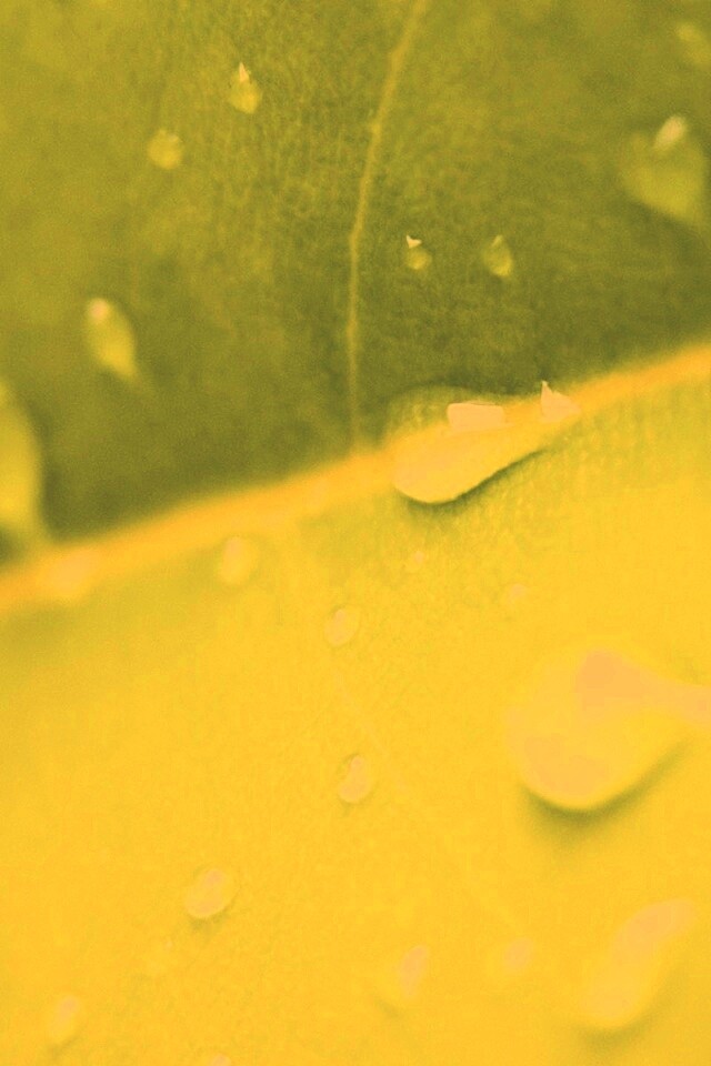 Капли на листе обои