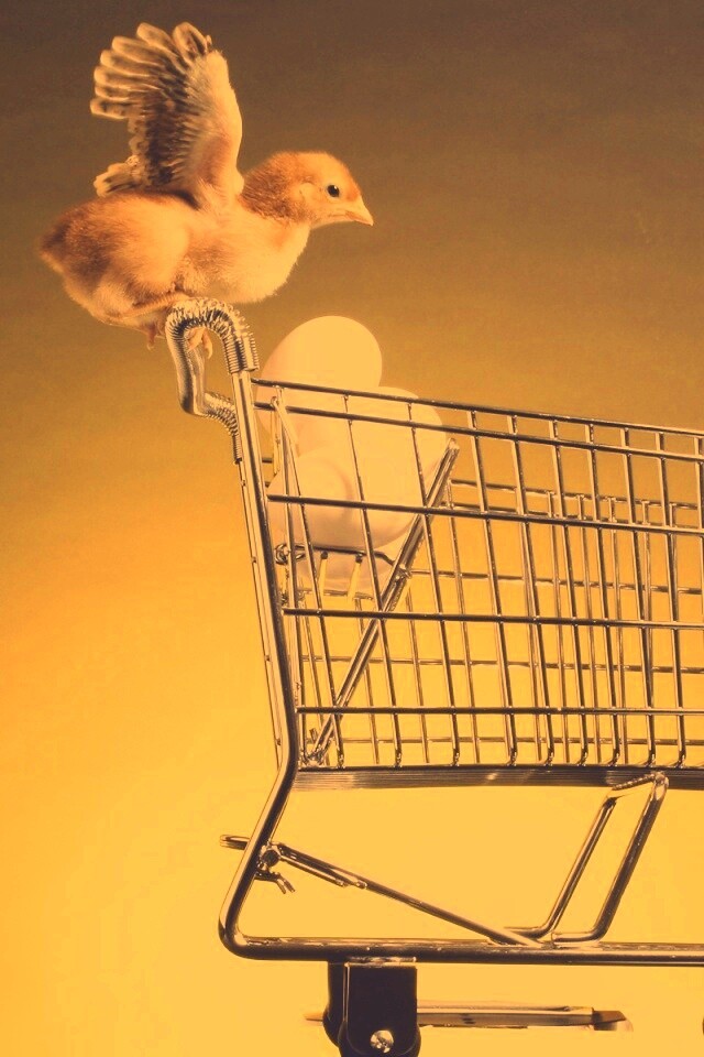 Цыплёнок покупает яйца обои