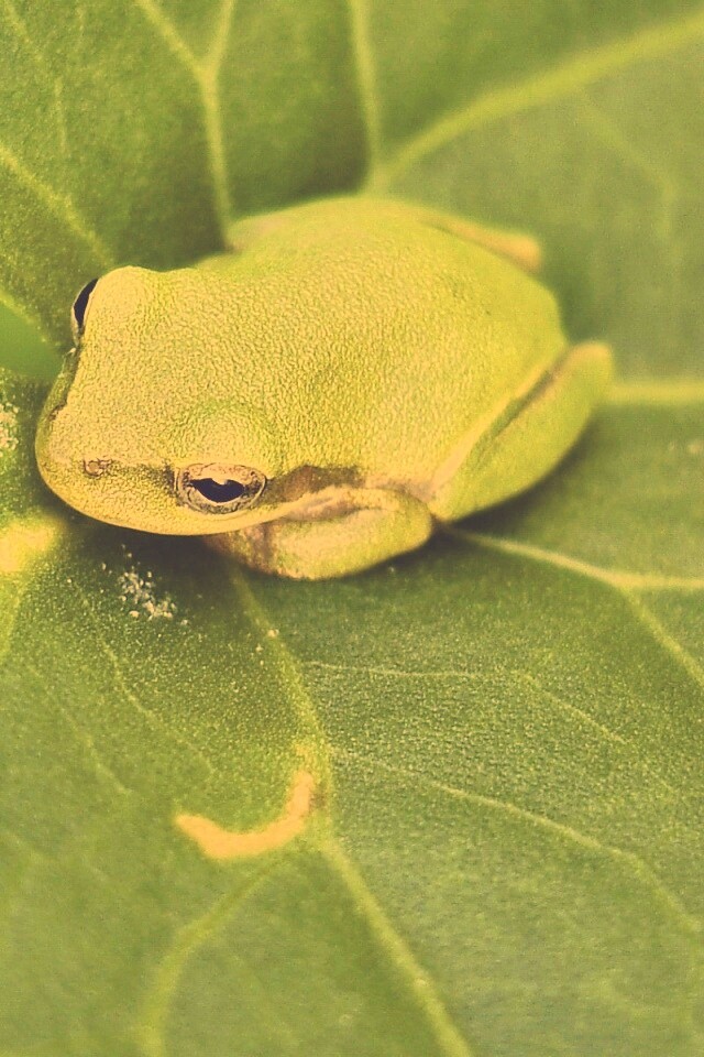 Лягушка на листике обои