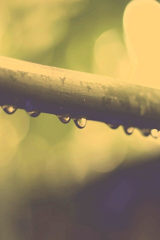 Капли на стебле обои