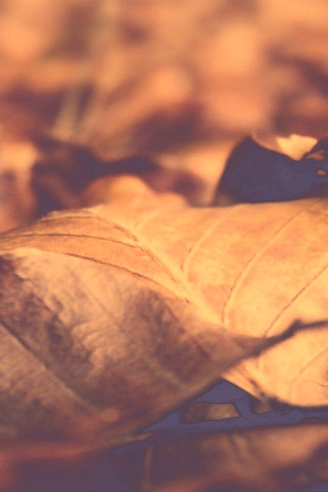 Мертвые листья обои