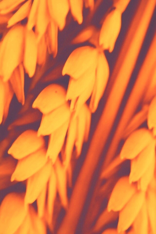 Оранжевое соцветие обои