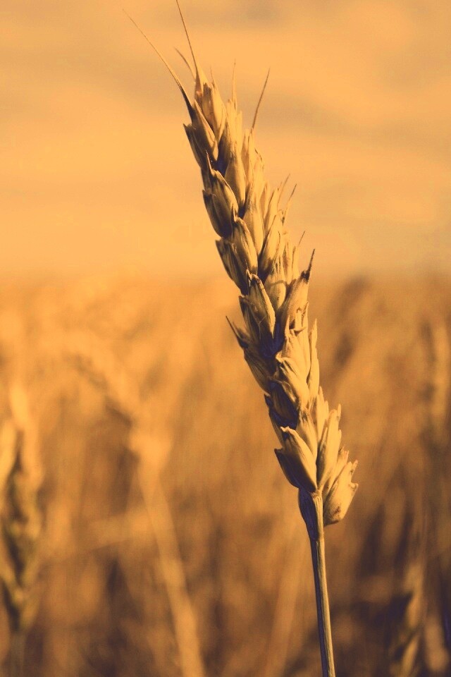 Колосок обои