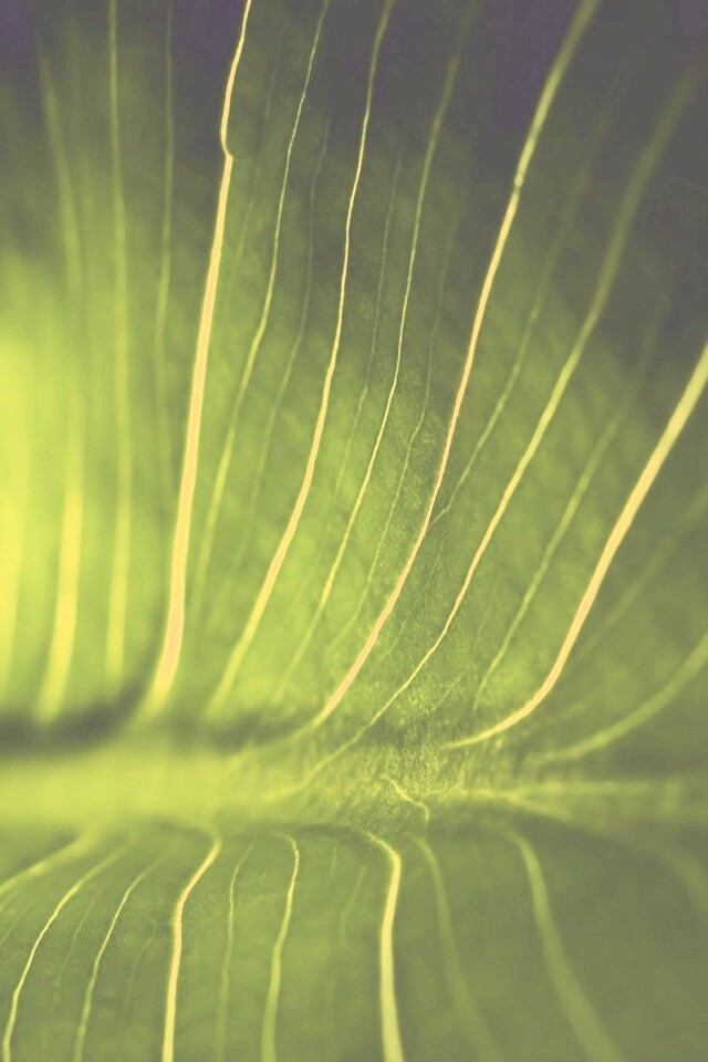 Широкий лист обои