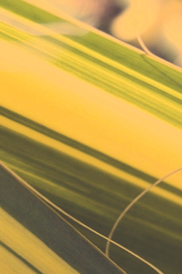 Желто-зеленые травинки обои
