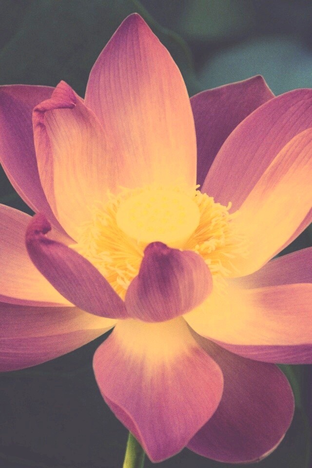 Сиреневый цветок обои