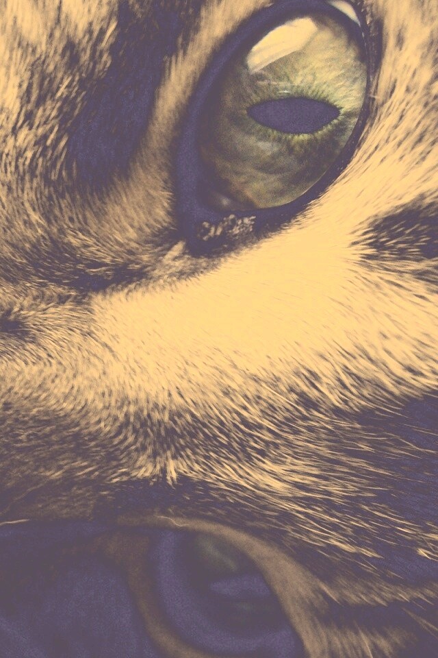 Мордашка кота крупным планом обои