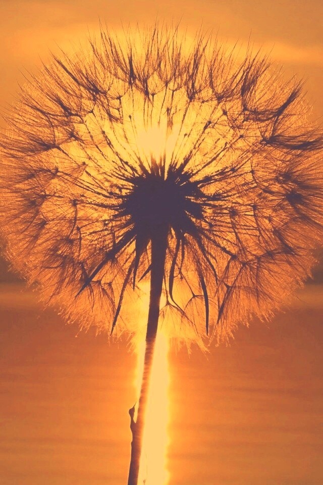 Одуванчик на закател обои