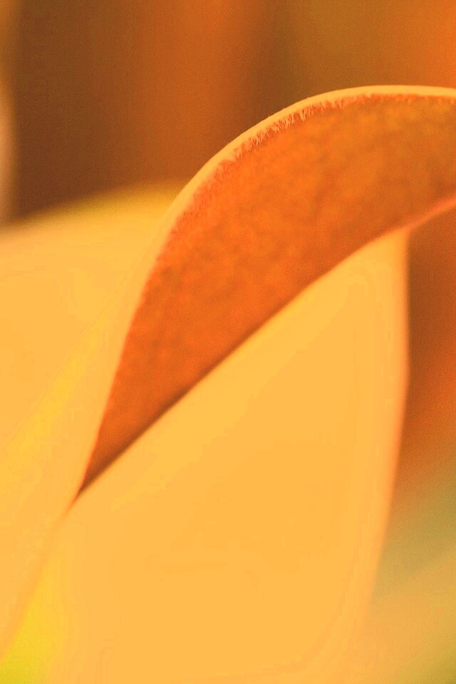 Обратаня сторона листа обои