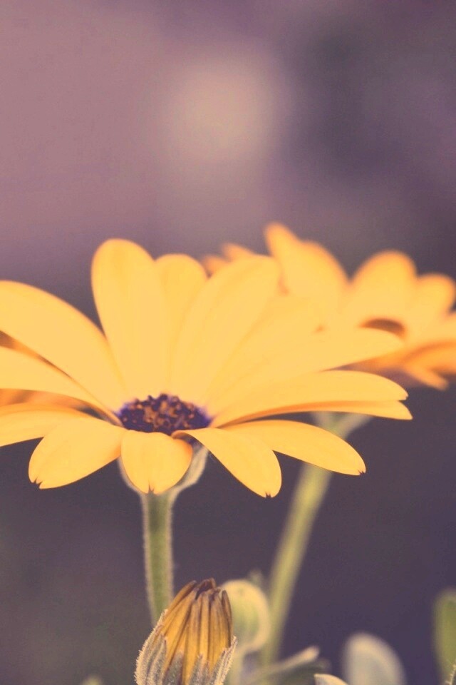 Три желтых цветка обои