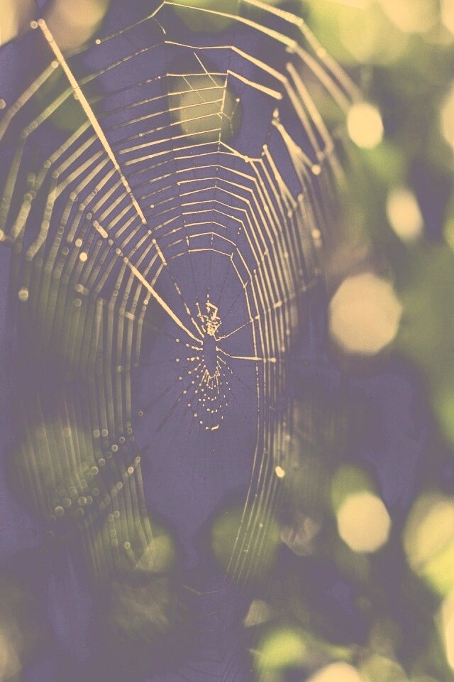 Круглая паутина обои