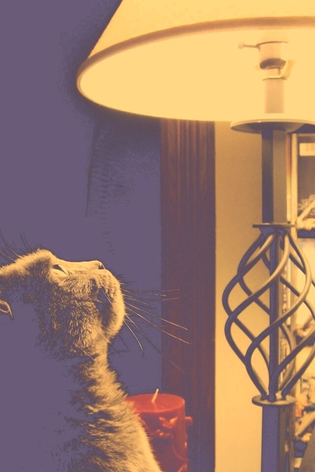 Кот смотрит под торшер обои