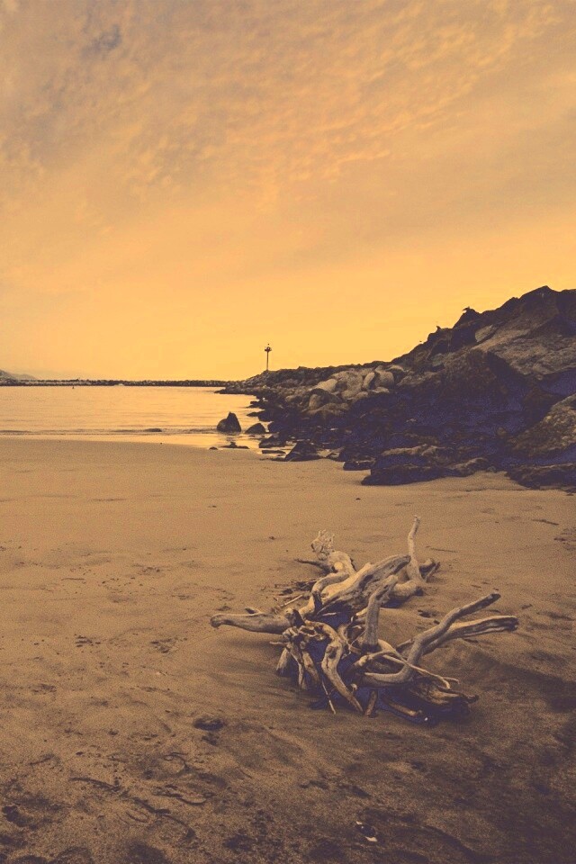 Коряга не берегу обои