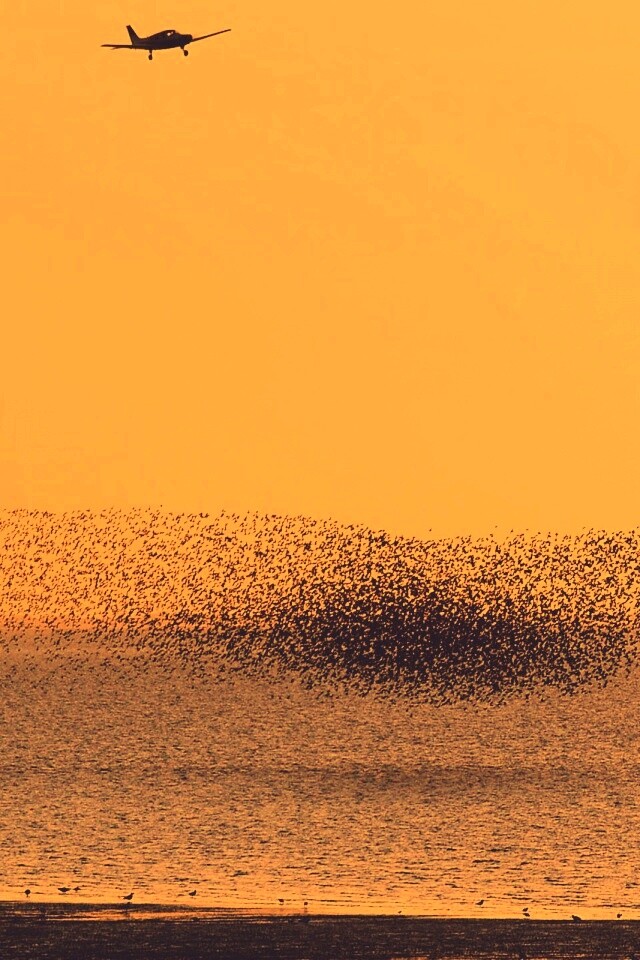 Взлетающая стая птиц обои