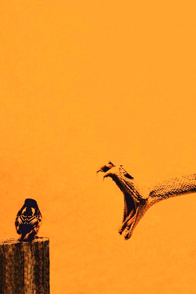 Змея-коряга напдает на птичку обои