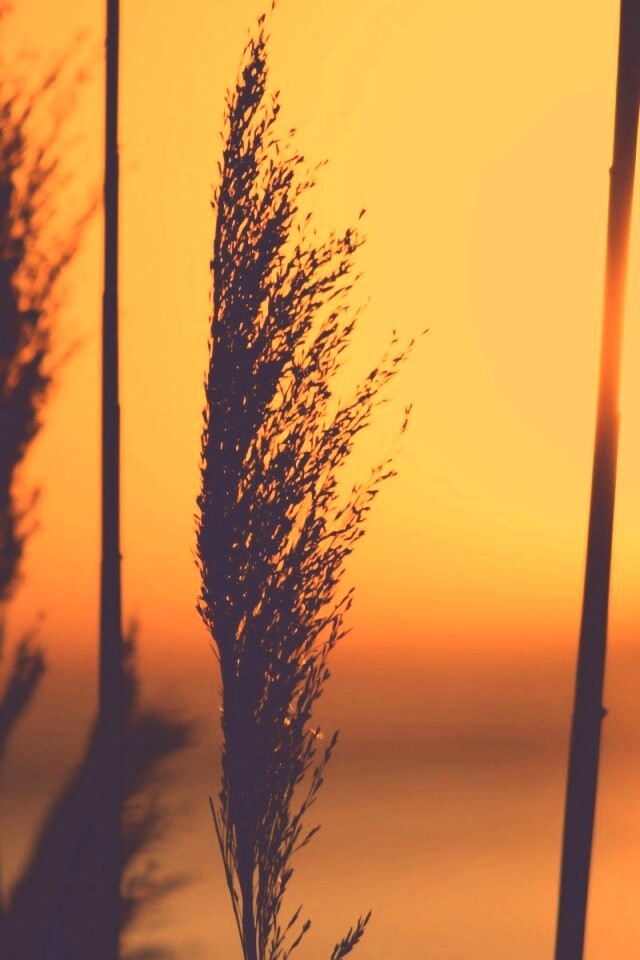 Травинка на закате обои