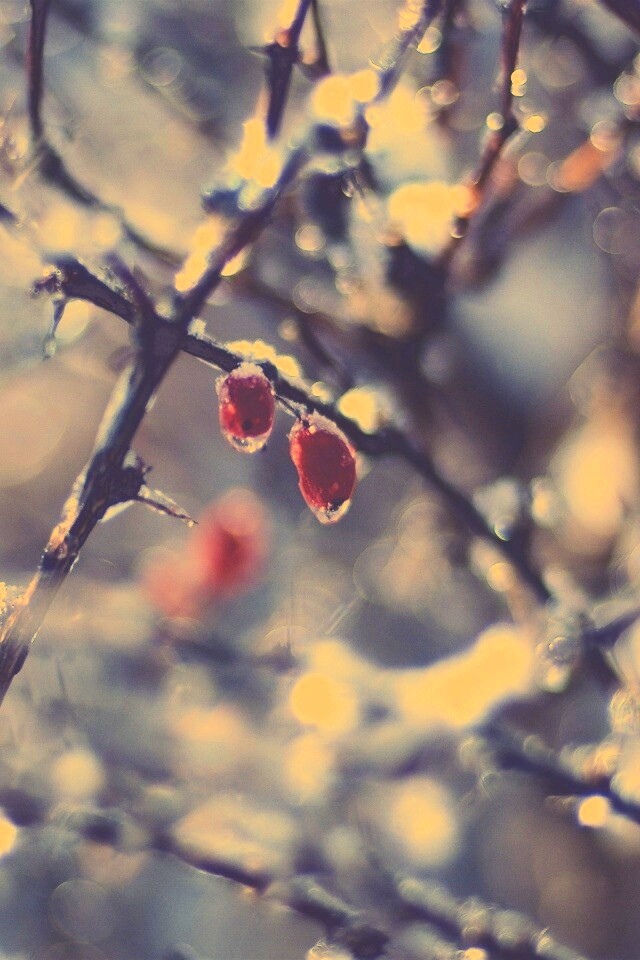 Замерзшие ягоды обои