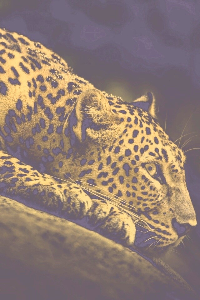 Лежащий ягуар обои