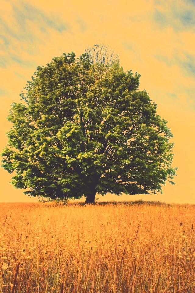 Зеленое дерево в желтом поле обои