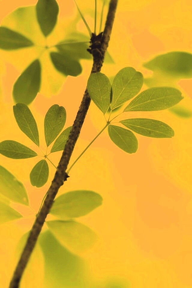 Листики на ветке обои