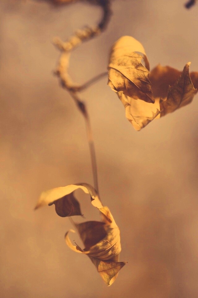 Увядшие листья обои