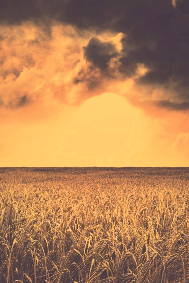 Закат над пшеничным полем обои