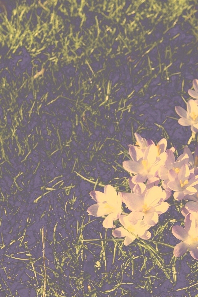 Фиалки на траве обои