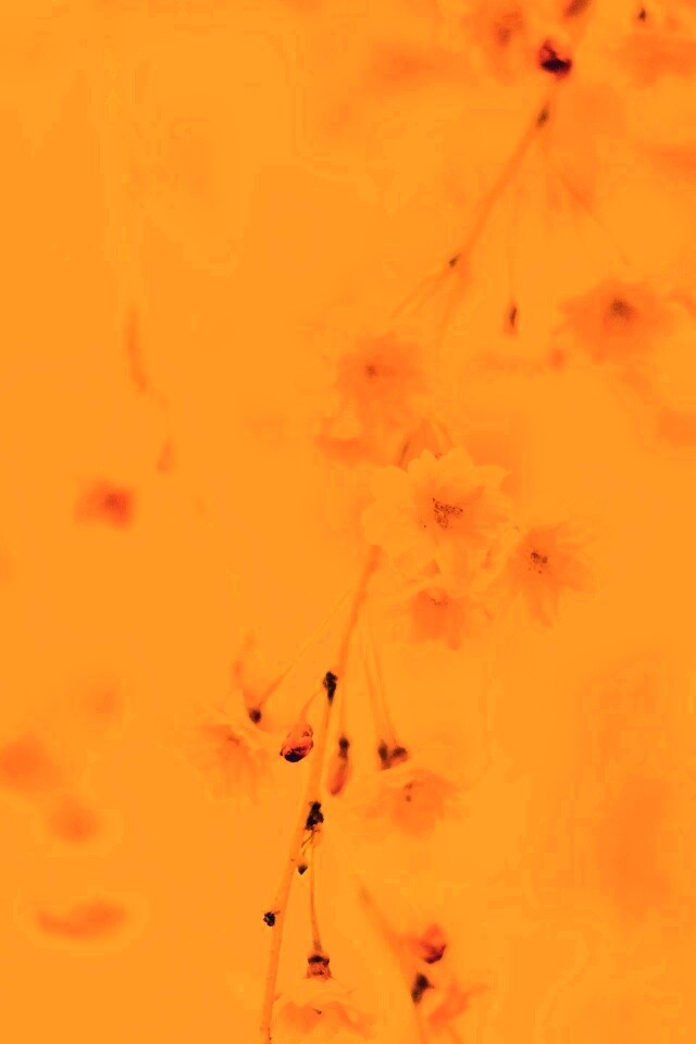 Нежные цветы обои