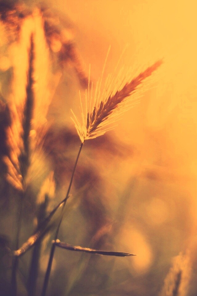 Травинки на солнце обои