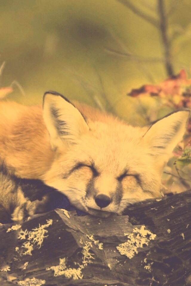 Спящая лиса обои