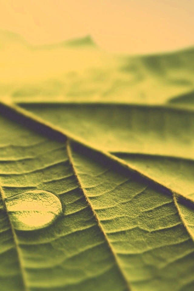 Капля на листе обои