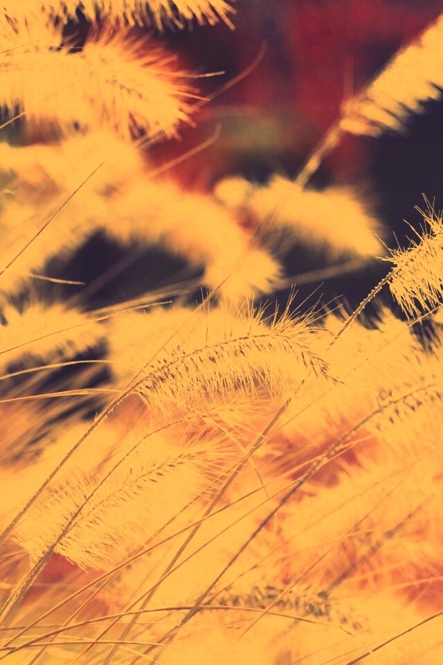 Травинки на ветру обои