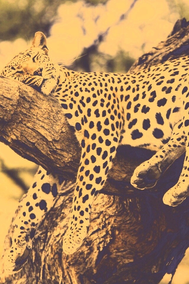 Спящий гепард обои
