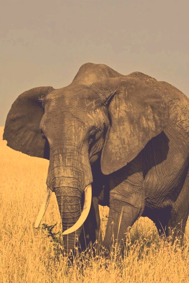 Африканский слон обои