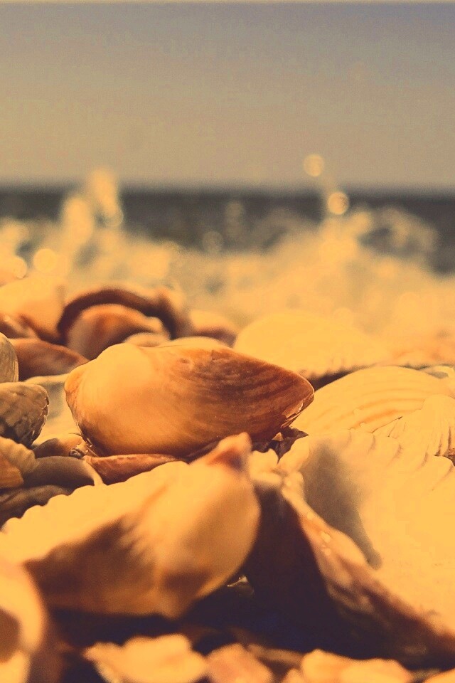 Морские ракушки обои