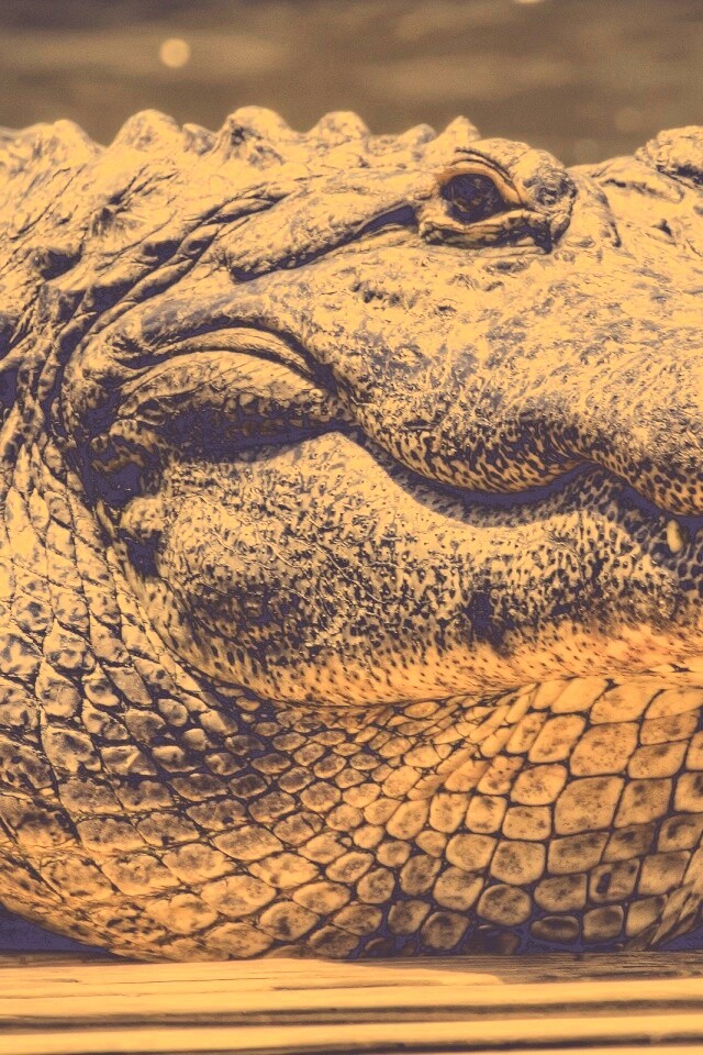 Синий крокодил обои