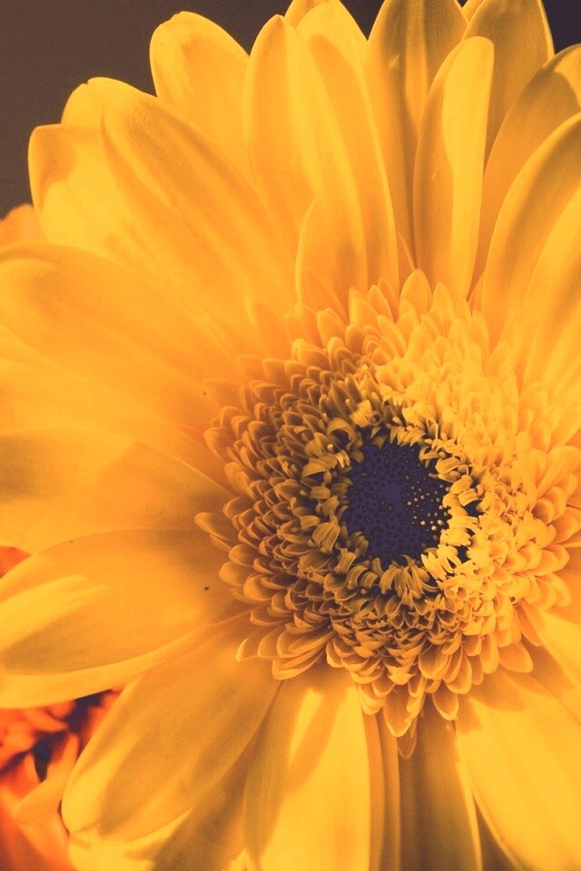 Желтый гербер обои