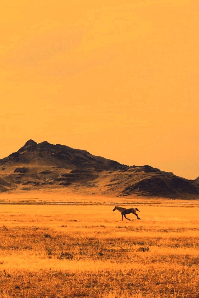 Мустанг в прериях обои