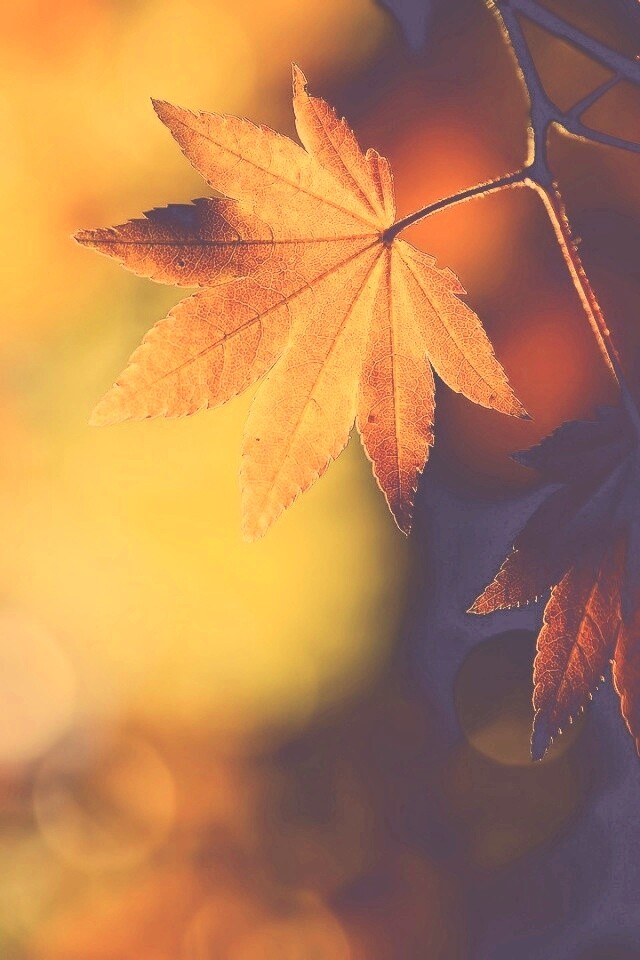 Осенние листья обои